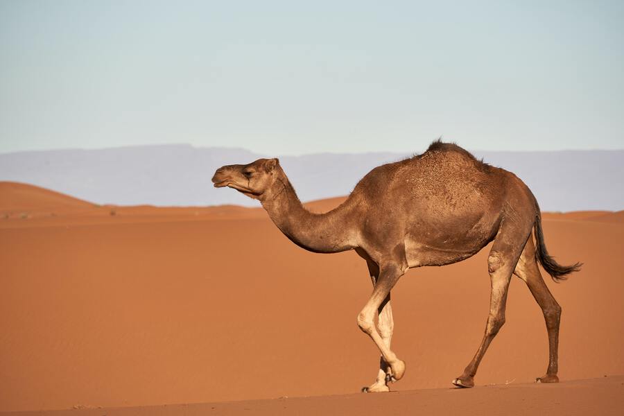 Camel picture